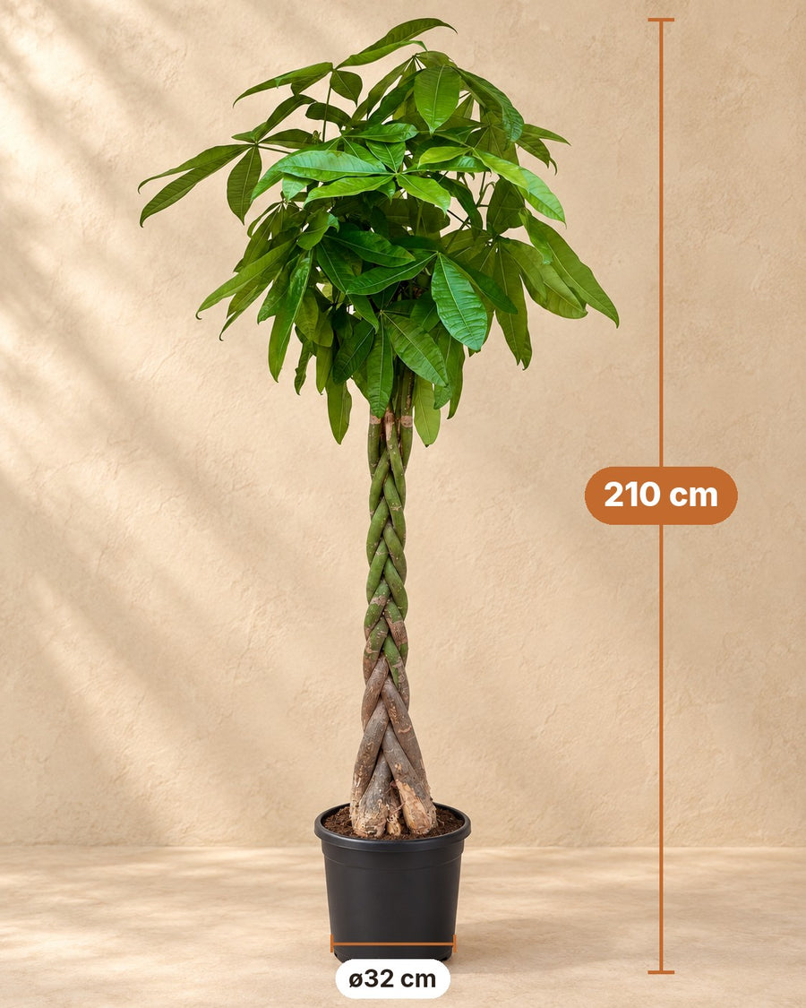 Pachira Aquatica 210cm - ø32