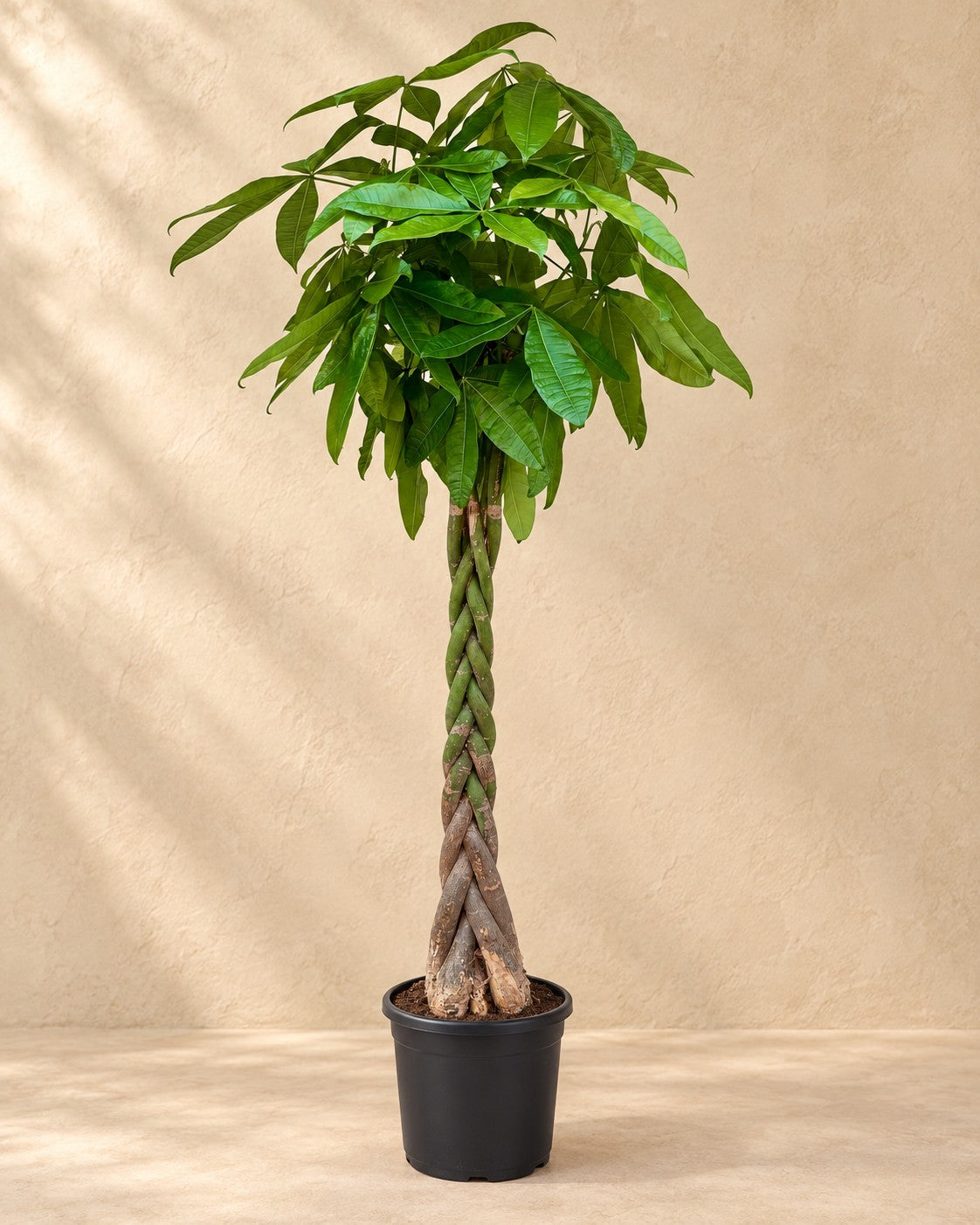 Pachira Aquatica van 210 cm hoog in kweekpot van 32 cm