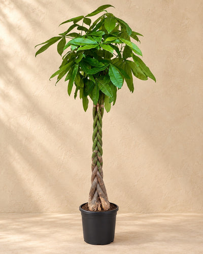 Pachira Aquatica van 210 cm hoog in kweekpot van 32 cm