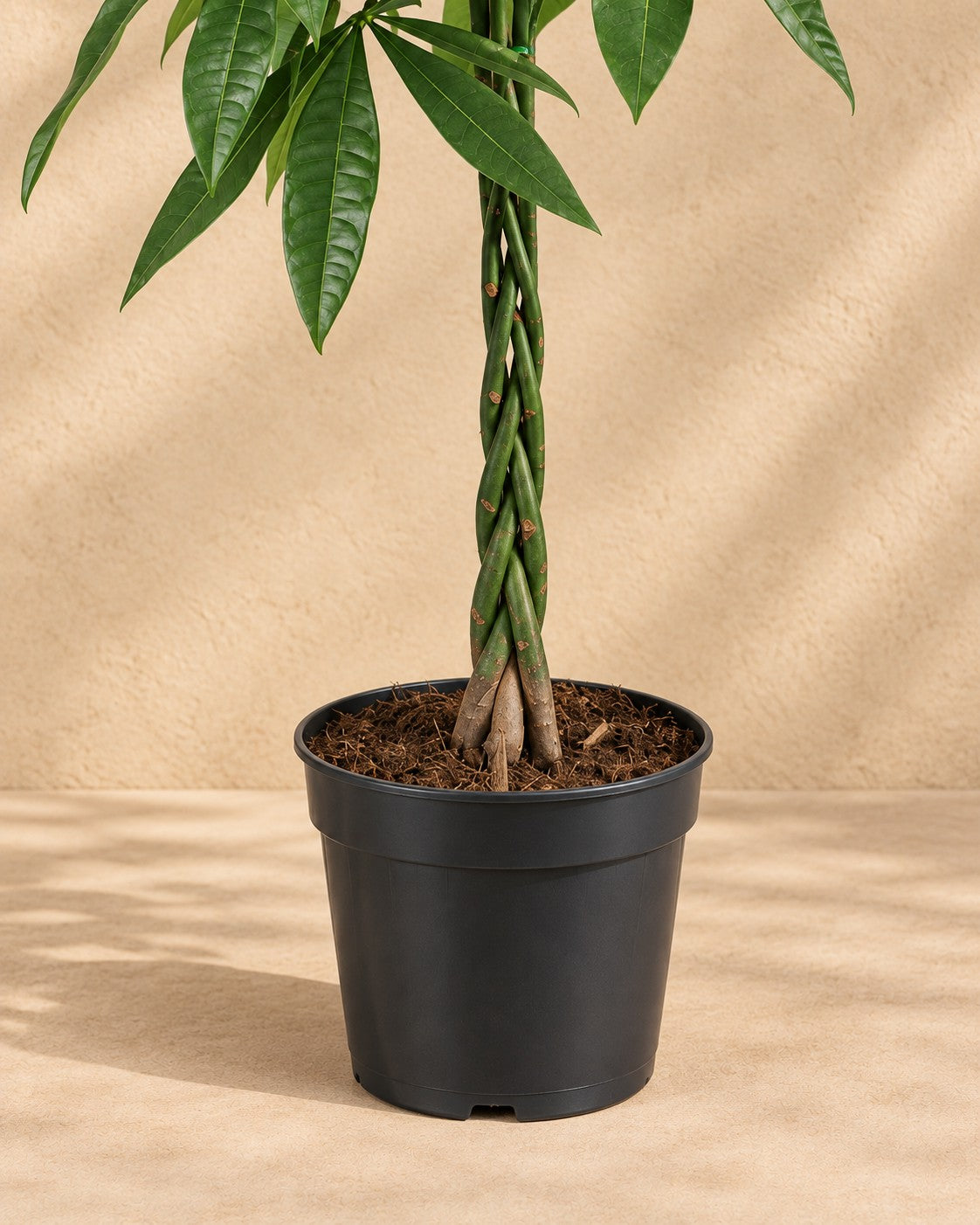 Parte inferior de Pachira aquatica con su maceta de cultivo