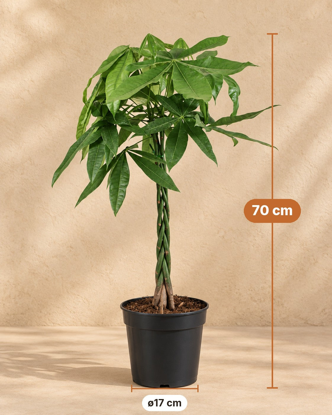 Medidas de Pachira aquatica: 70 cm de altura, maceta ø17 cm