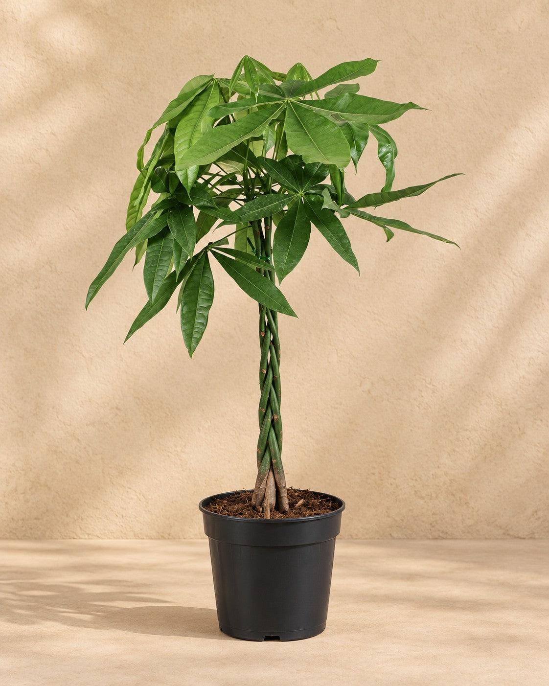Pachira aquatica, 70 cm de altura en maceta de cultivo de 17 cm