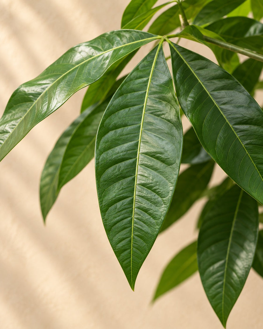 Pachira Aquatica 170cm - ø27