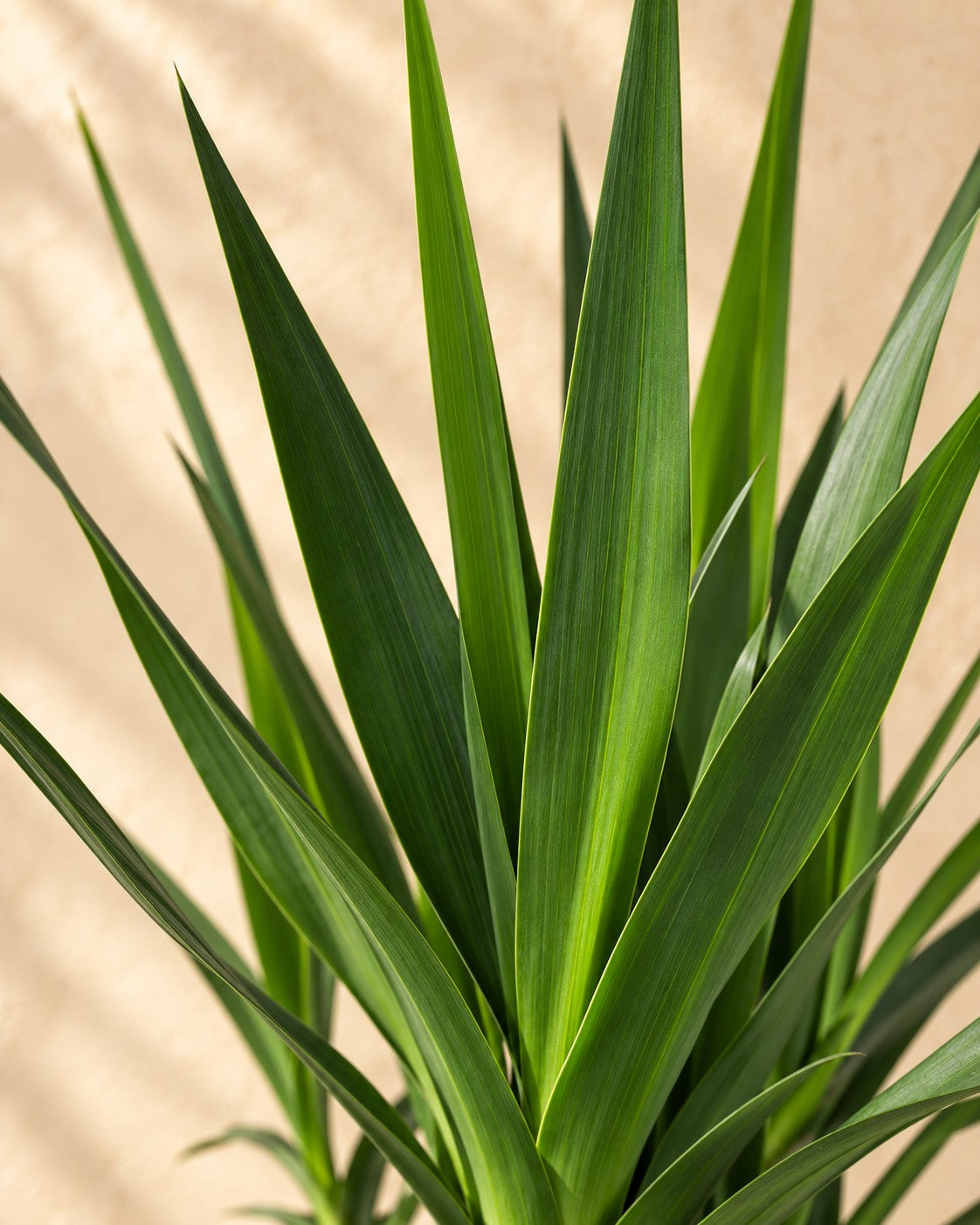 Close-up van het blad van de Palmlelie (Yucca)