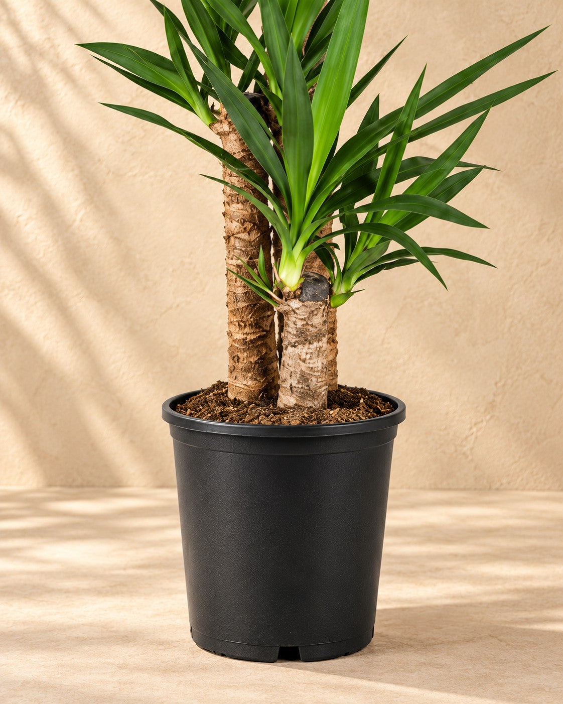 Nederste del af Palmelilje (Yucca) med dyrkningspotten