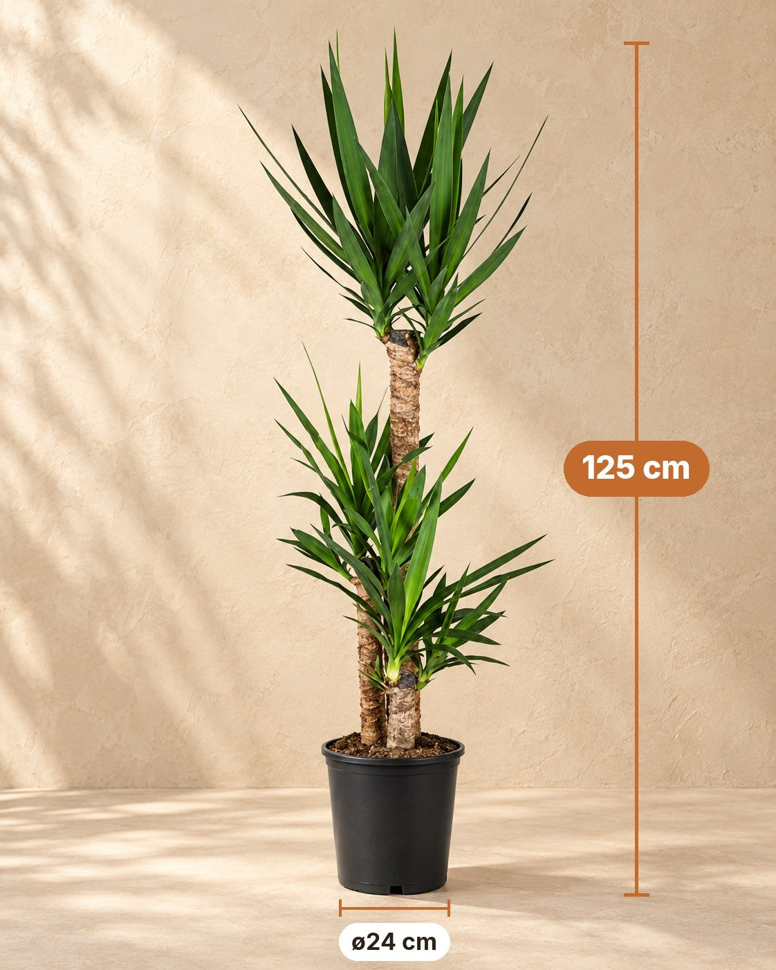 Mål Palmelilje: 125 cm høj, potte ø24 cm