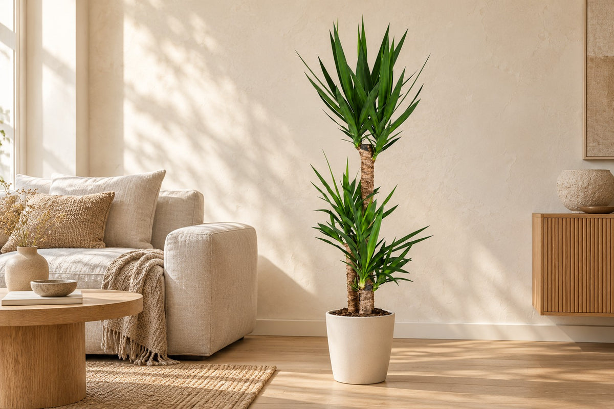 Yucca, 125 cm, in a white ceramic planter in a bright living room