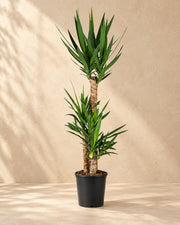 Palmelilje (Yucca), 125 cm høj i en 24 cm dyrkningspotte