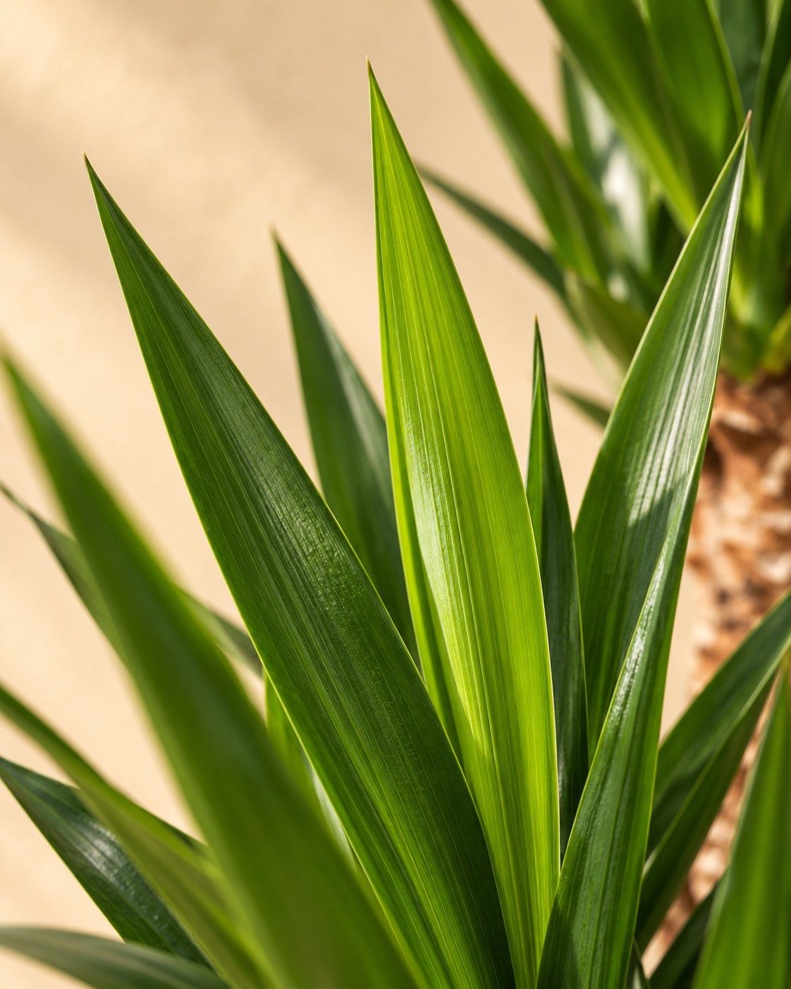 Close-up van het blad van de Palmlelie (Yucca elephantipes)