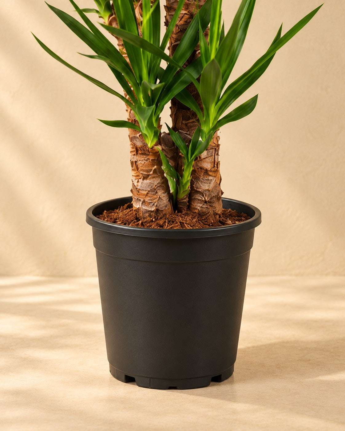Parte bassa di Yucca (Yucca elephantipes) con il vaso di coltivazione