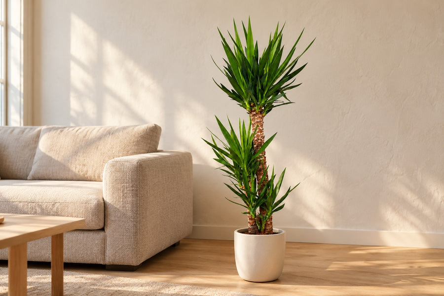 Yucca (Yucca elephantipes) 125 cm di altezza, vaso ø24 cm