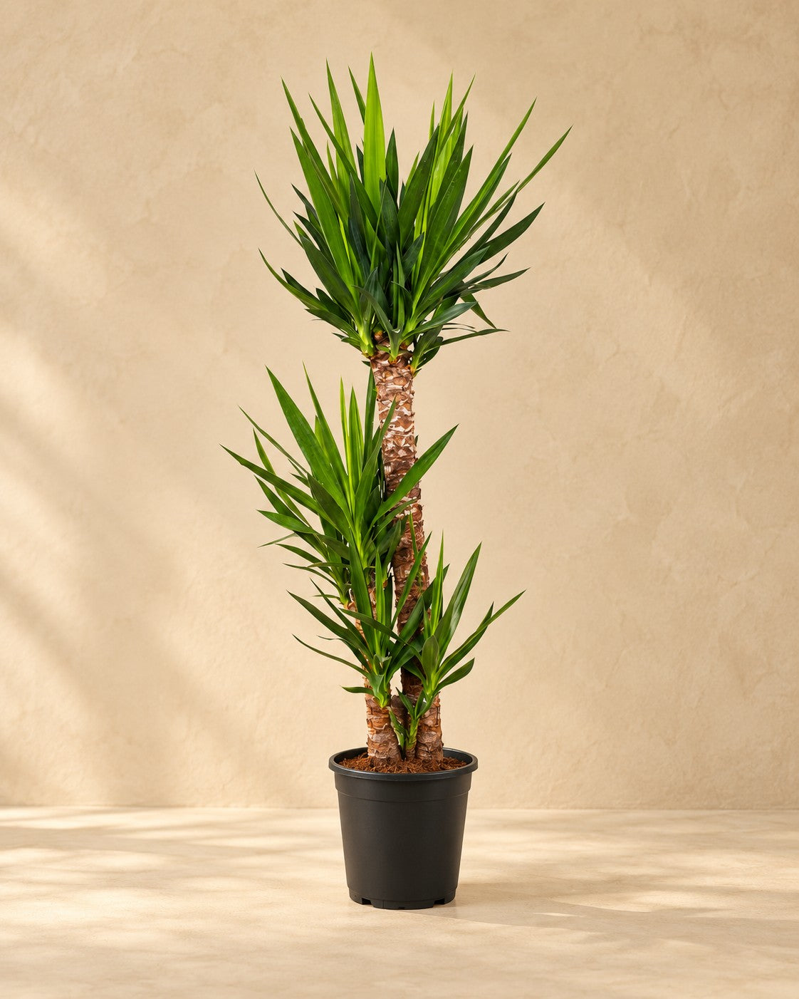 Palmlelie (Yucca elephantipes) van 125 cm hoog in kweekpot van 24 cm