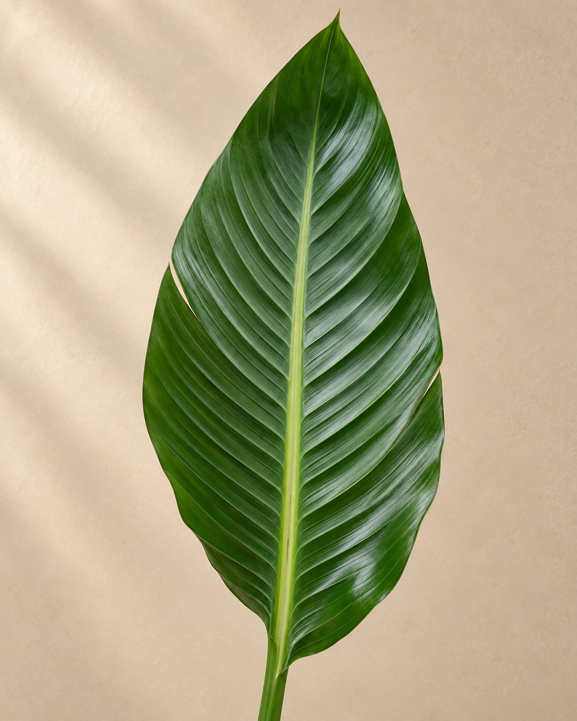 Close-up of the leaves of the Strelitzia reginae