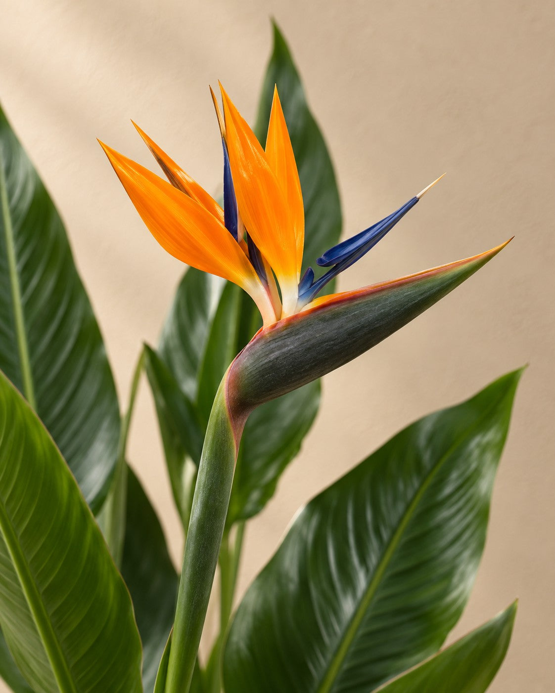 Flower of the Strelitzia reginae