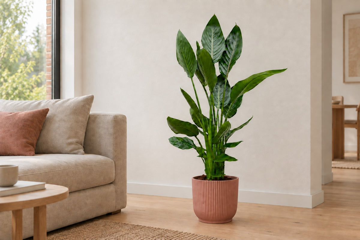 Strelitzia reginae, 100 cm, in planter elho Vibes Fold Round roze in a bright living room
