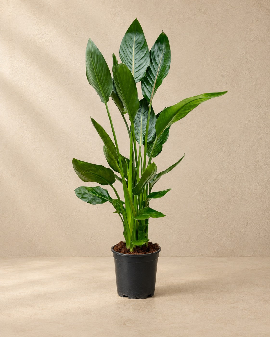 Paradijsvogelbloem (Strelitzia reginae) van 100 cm hoog in kweekpot van 21 cm