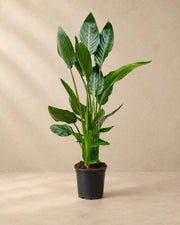 Strelitzia reginae, 100 cm tall in a 21 cm nursery pot