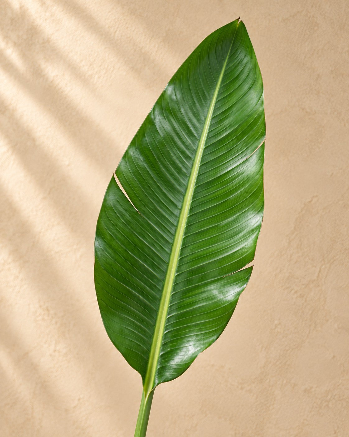 Close-up van het blad van de Paradijsvogelbloem (Strelitzia reginae)