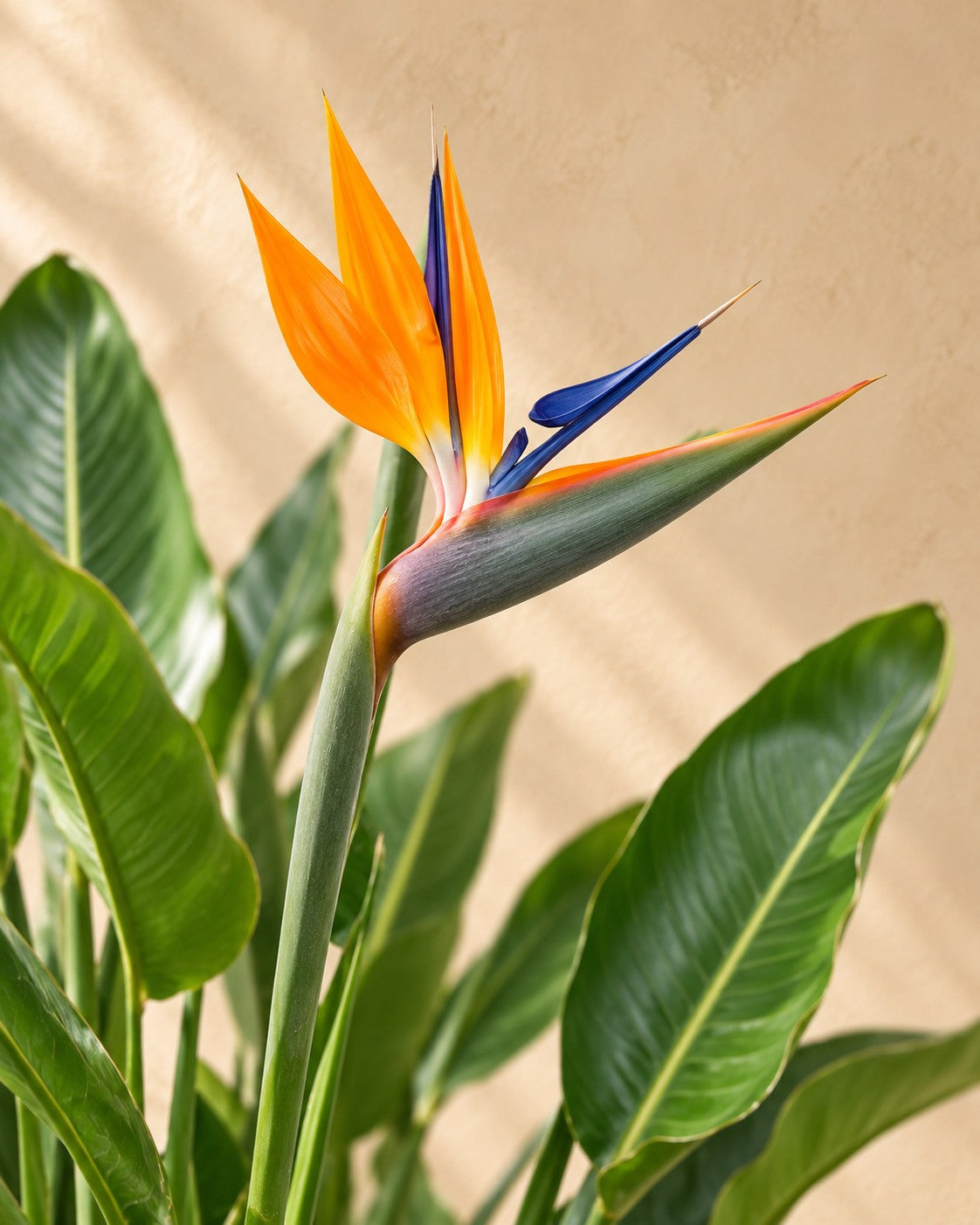 Bloem van de Paradijsvogelbloem (Strelitzia reginae)