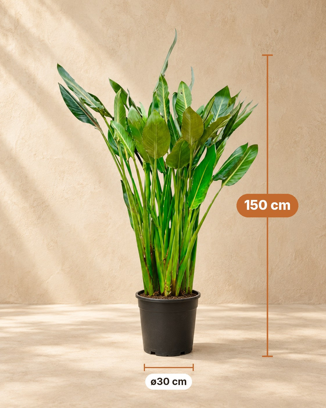 Afmetingen Paradijsvogelbloem: 150 cm hoog, pot ø30 cm