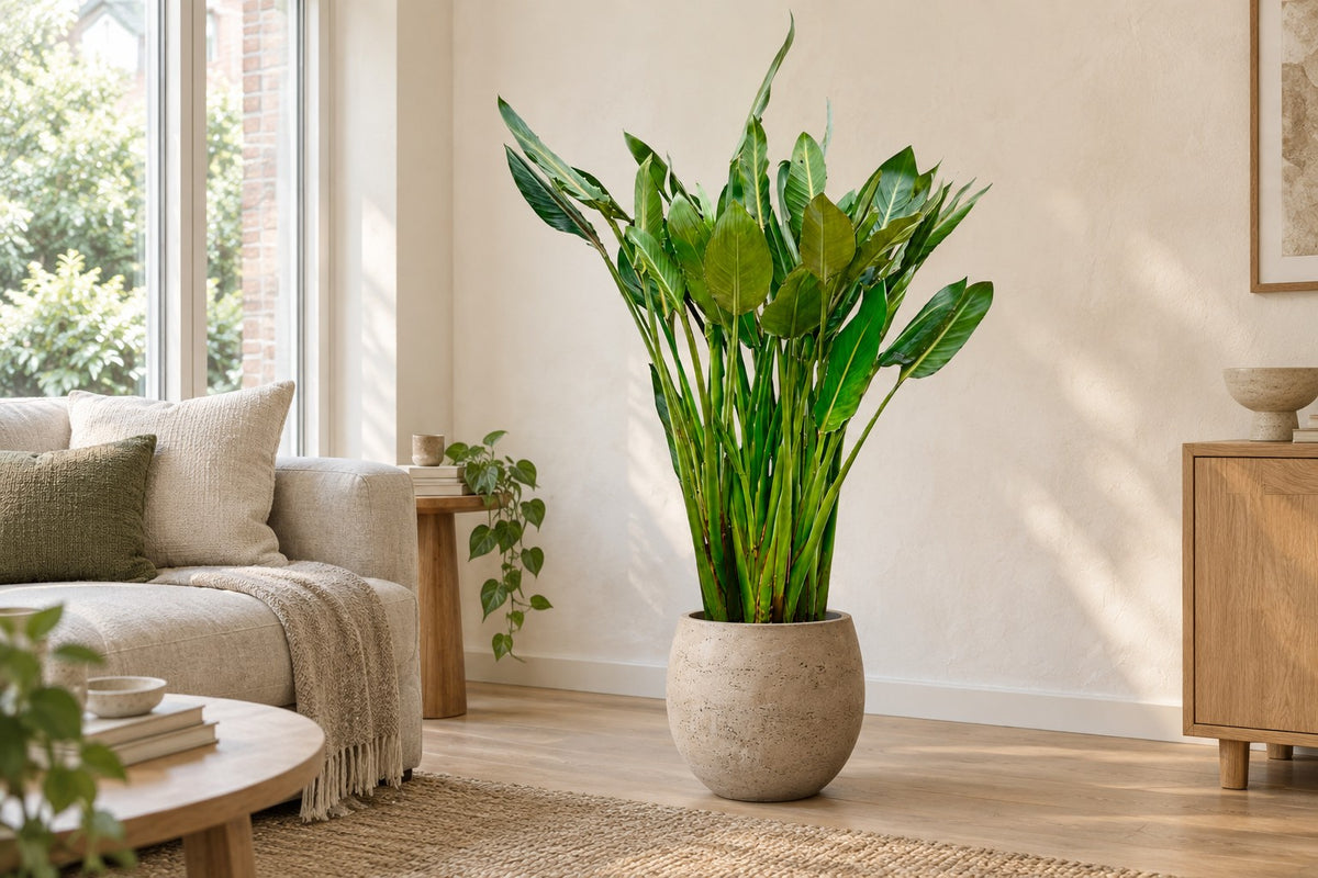 Paradijsvogelbloem van 150 cm in sierpot Orb Grey Washed in een lichte woonkamer