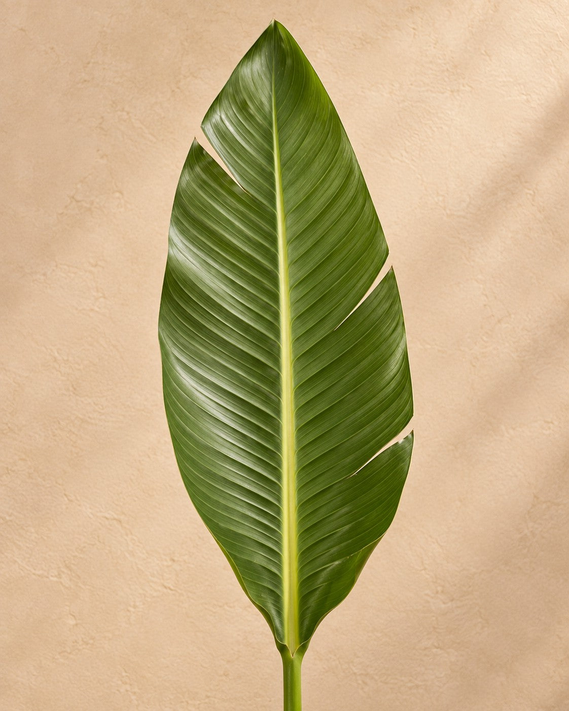Primo piano delle foglie di Fiore dell'uccello del paradiso (Strelitzia reginae)