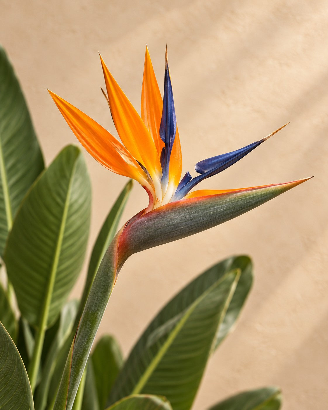 Fiore di Fiore dell'uccello del paradiso (Strelitzia reginae)