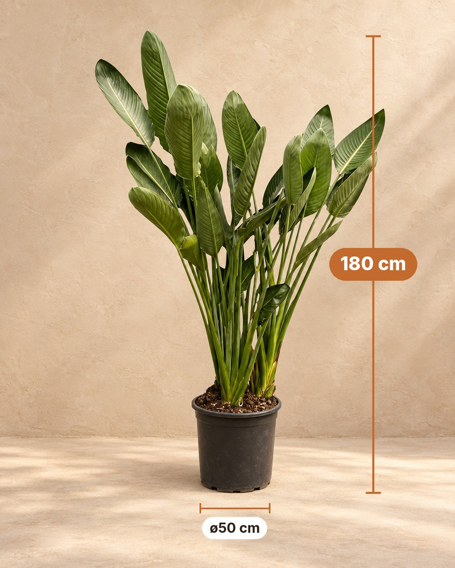 Fiore dell'uccello del paradiso (Strelitzia reginae) 180 cm di altezza, vaso ø50 cm