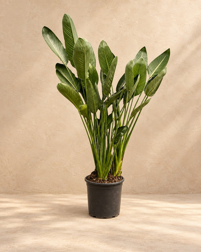 Fiore dell'uccello del paradiso (Strelitzia reginae), alta 180 cm in vaso di coltivazione da 50 cm