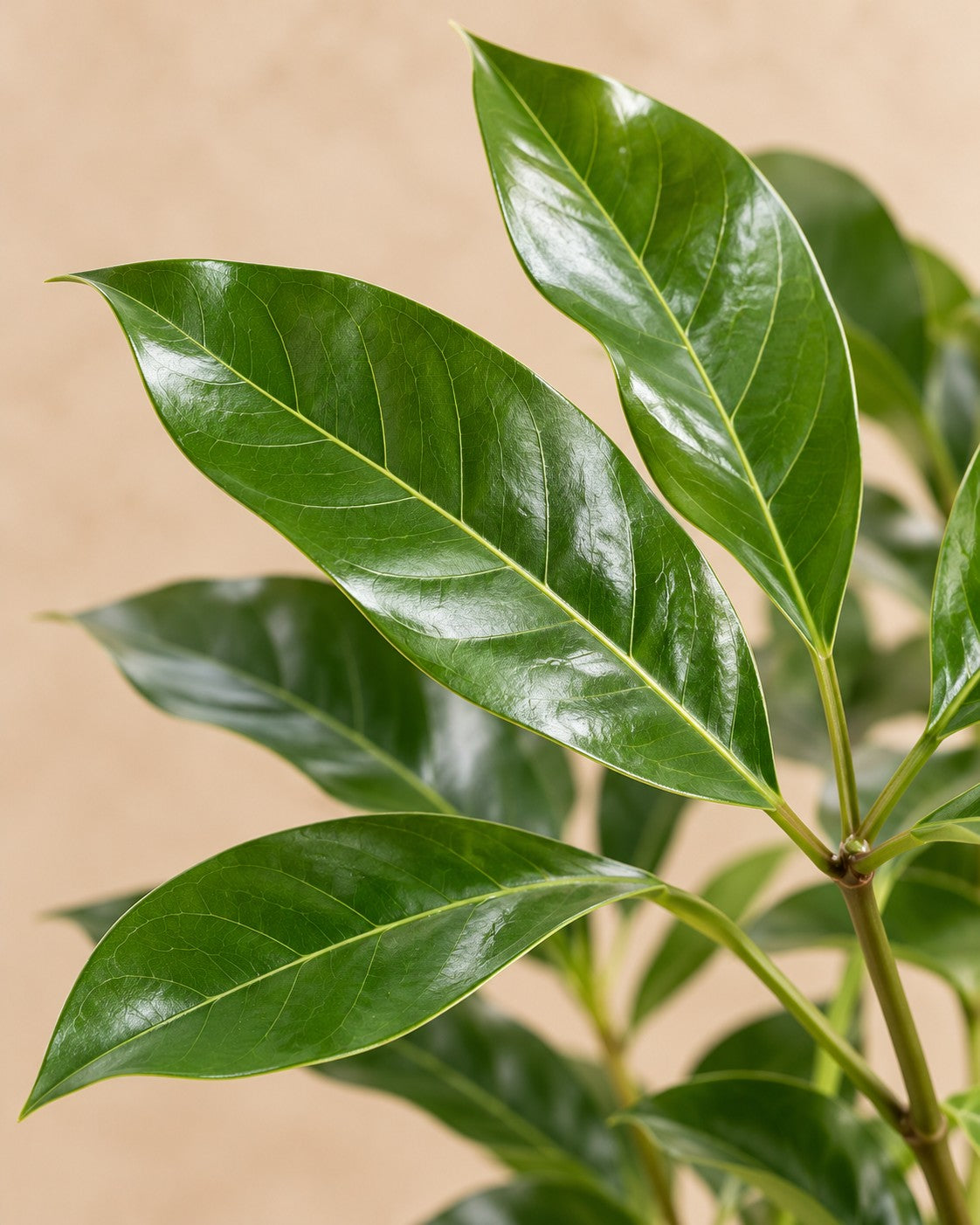 Close-up van het blad van de Parasolboom (Schefflera actinophylla 'Amate')