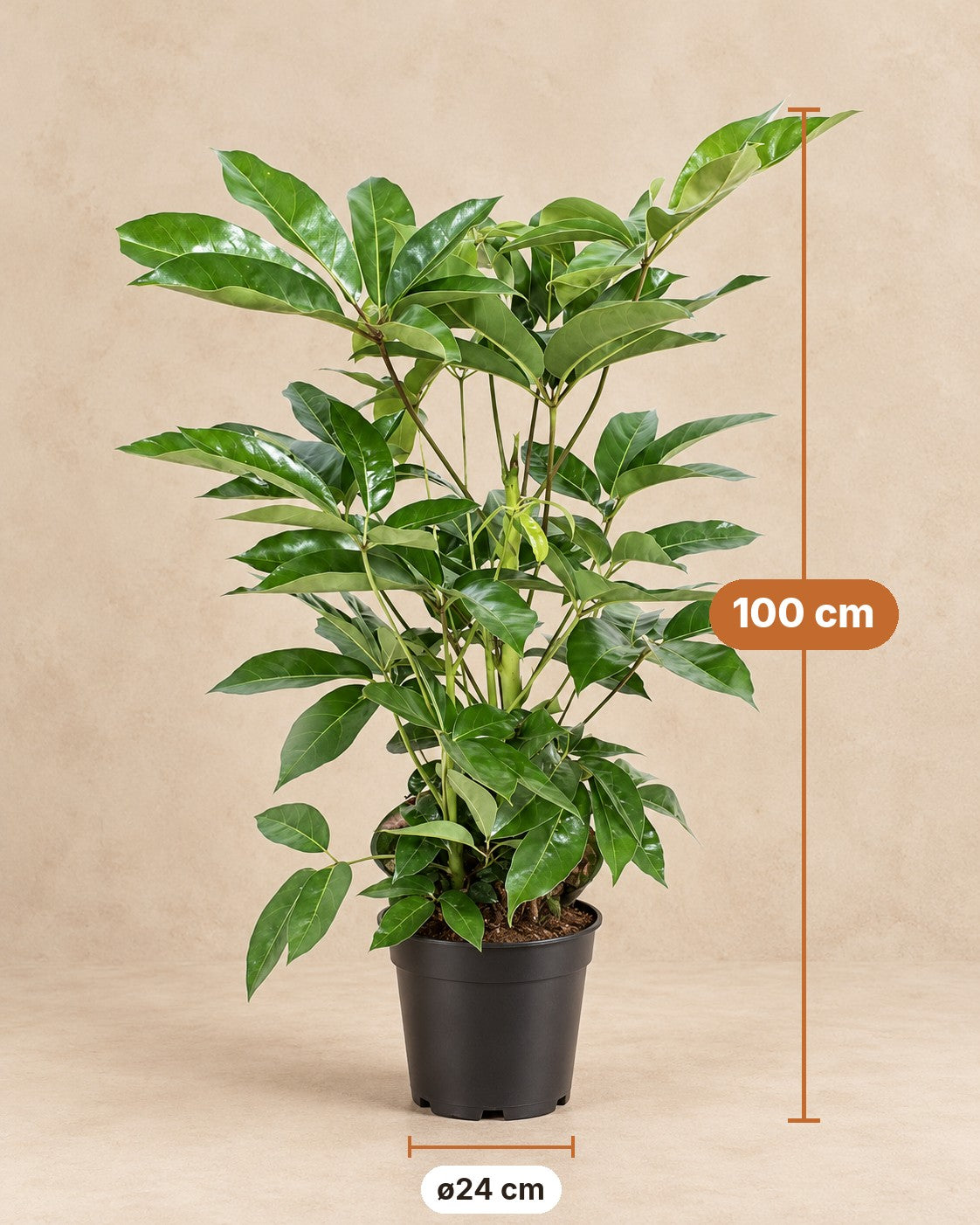 Afmetingen Parasolboom: 100 cm hoog, pot ø24 cm