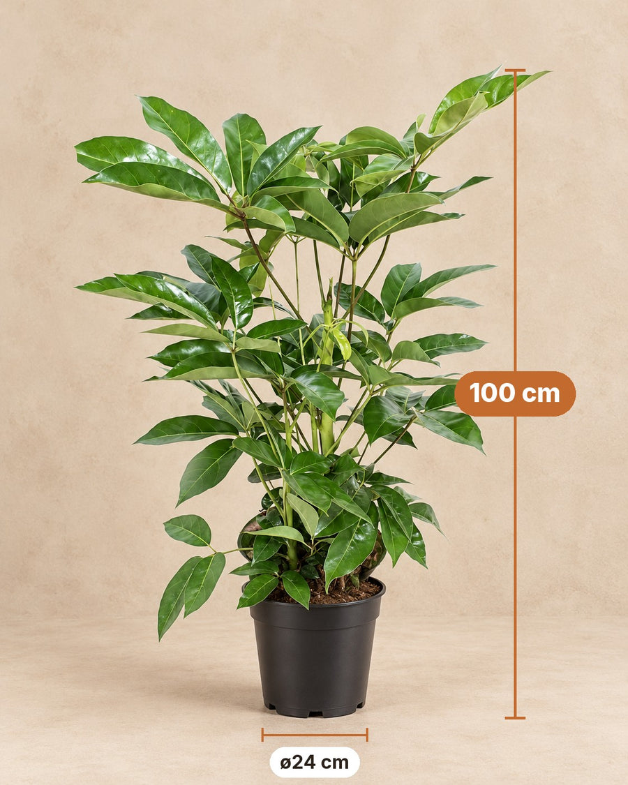 Parasolboom (Schefflera actinophylla 'Amate') 100 cm hoog, pot ø24 cm