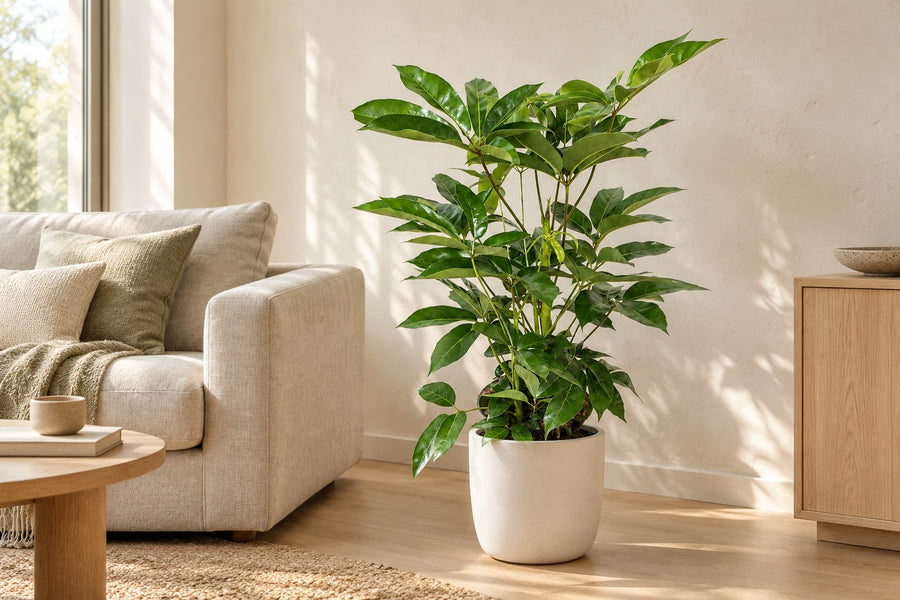 Parasolboom (Schefflera actinophylla 'Amate') 100 cm hoog, pot ø24 cm