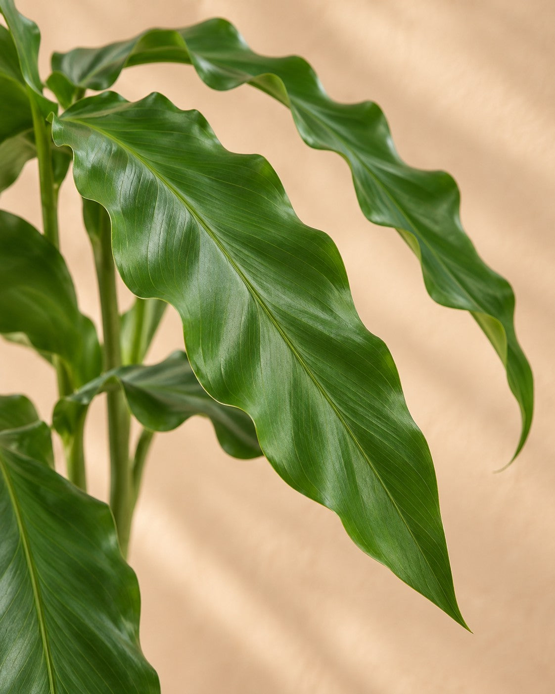 Nahaufnahme der Blätter der Korbmarante (Calathea 'Bluegrass')