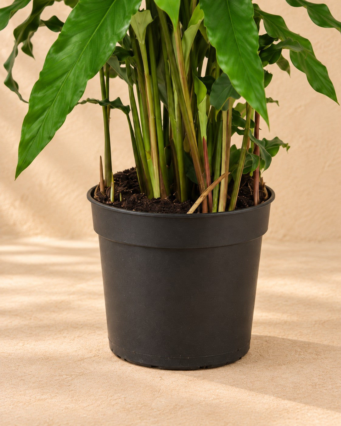 Unterer Teil der Korbmarante (Calathea 'Bluegrass') mit dem Anzuchttopf