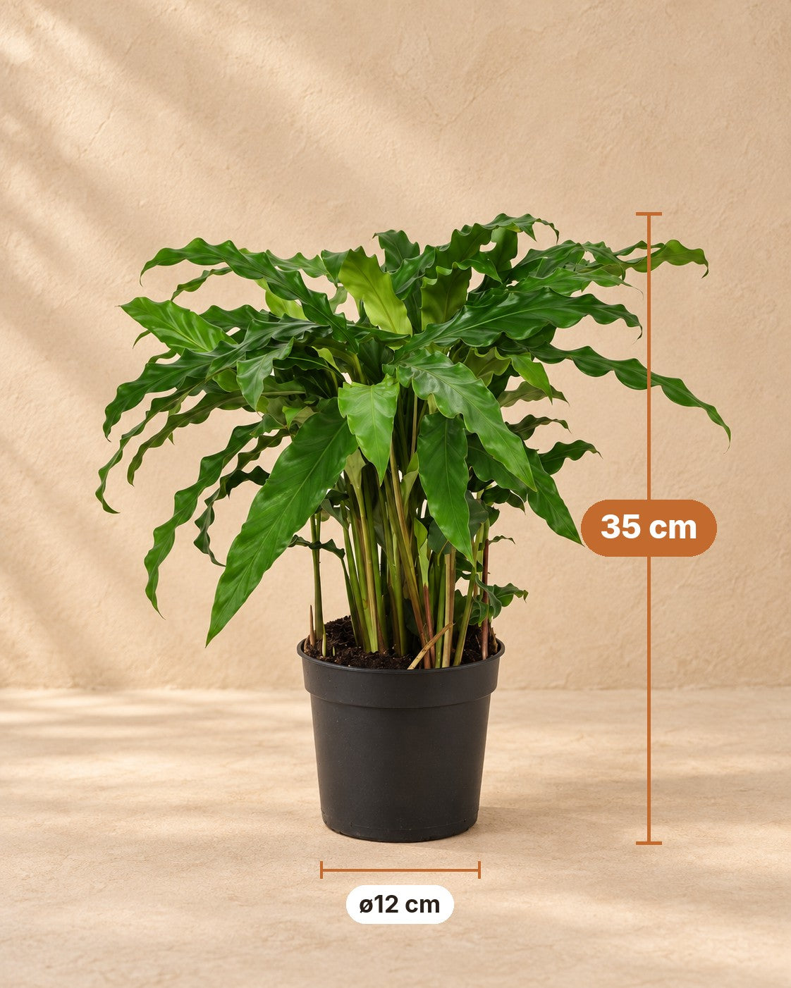 Maße Korbmarante: 35 cm hoch, Topf ø12 cm