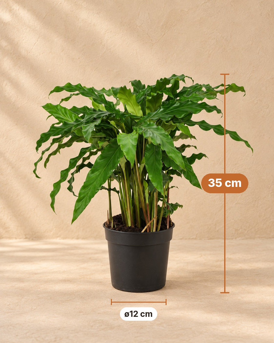 Korbmarante (Calathea 'Bluegrass') 35 cm hoch, Topf ø12 cm