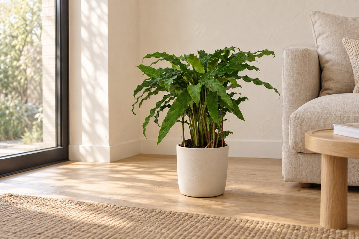 Korbmarante, 35 cm, in a white ceramic planter in einem hellen Wohnzimmer