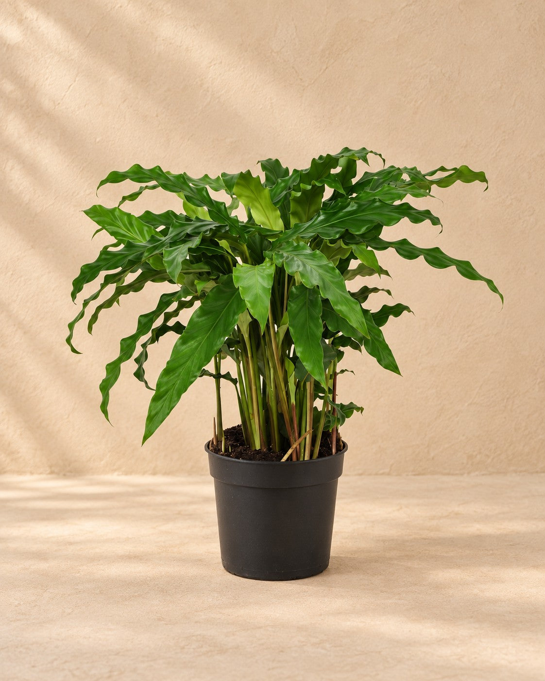 Pauwplant (Calathea 'Bluegrass') van 35 cm hoog in kweekpot van 12 cm