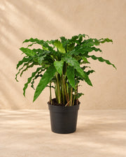 Korbmarante (Calathea 'Bluegrass'), 35 cm hoch im Anzuchttopf von 12 cm
