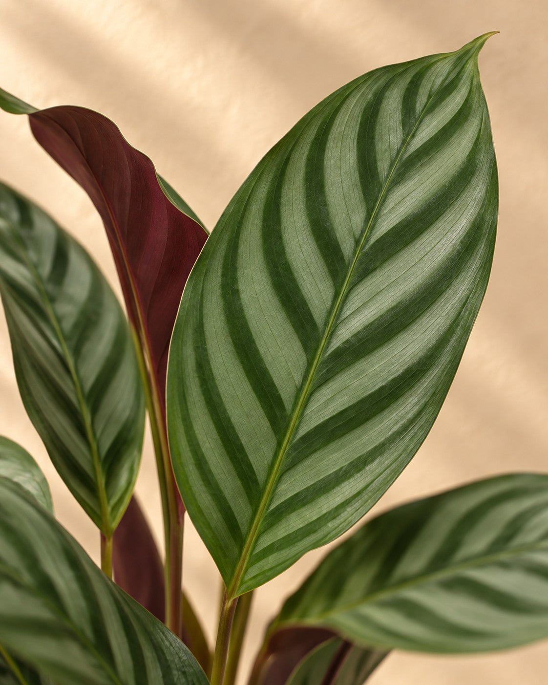 Nahaufnahme der Blätter der Korbmarante (Calathea 'Compactstar')