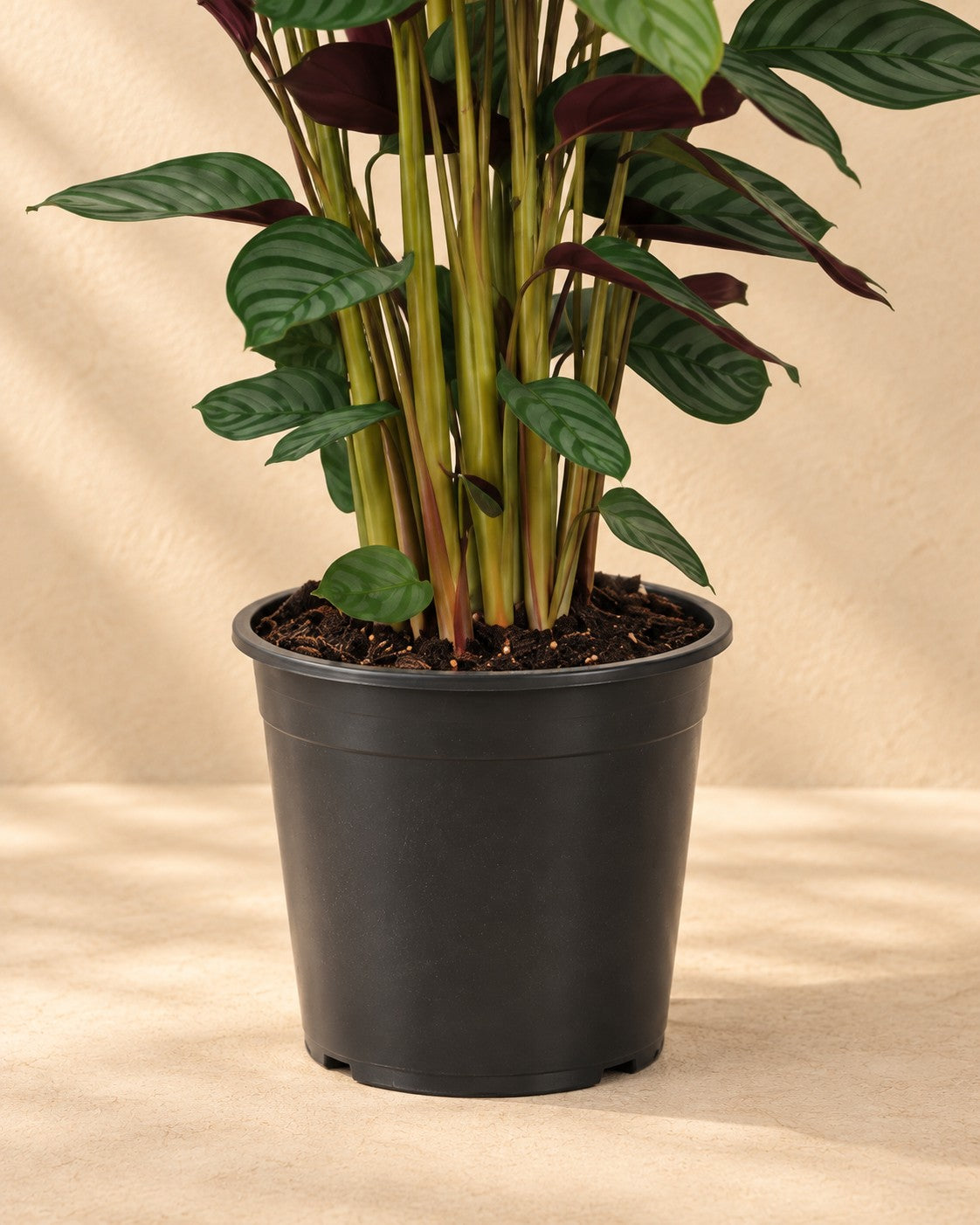 Unterer Teil der Korbmarante (Calathea 'Compactstar') mit dem Anzuchttopf
