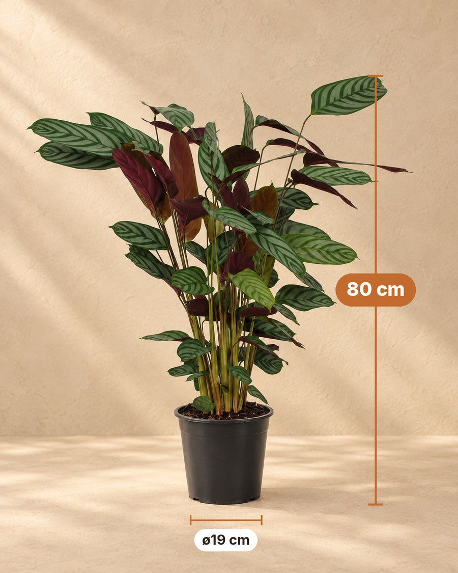 Korbmarante (Calathea 'Compactstar') 80 cm hoch, Topf ø19 cm