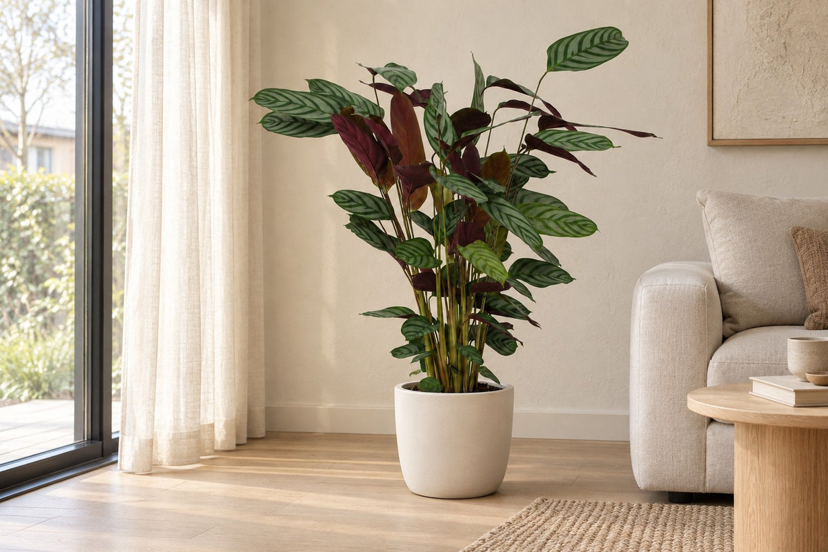 Korbmarante, 80 cm, in a white ceramic planter in einem hellen Wohnzimmer