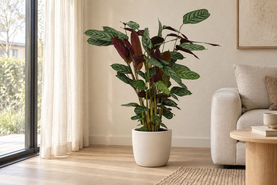 Korbmarante (Calathea 'Compactstar') 80 cm hoch, Topf ø19 cm