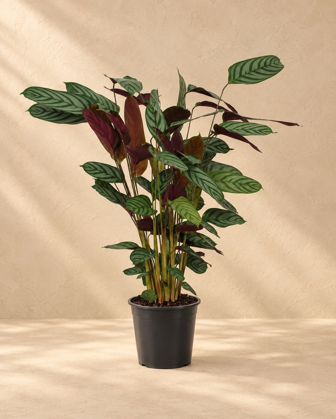 Pauwplant (Calathea 'Compactstar') van 80 cm hoog in kweekpot van 19 cm