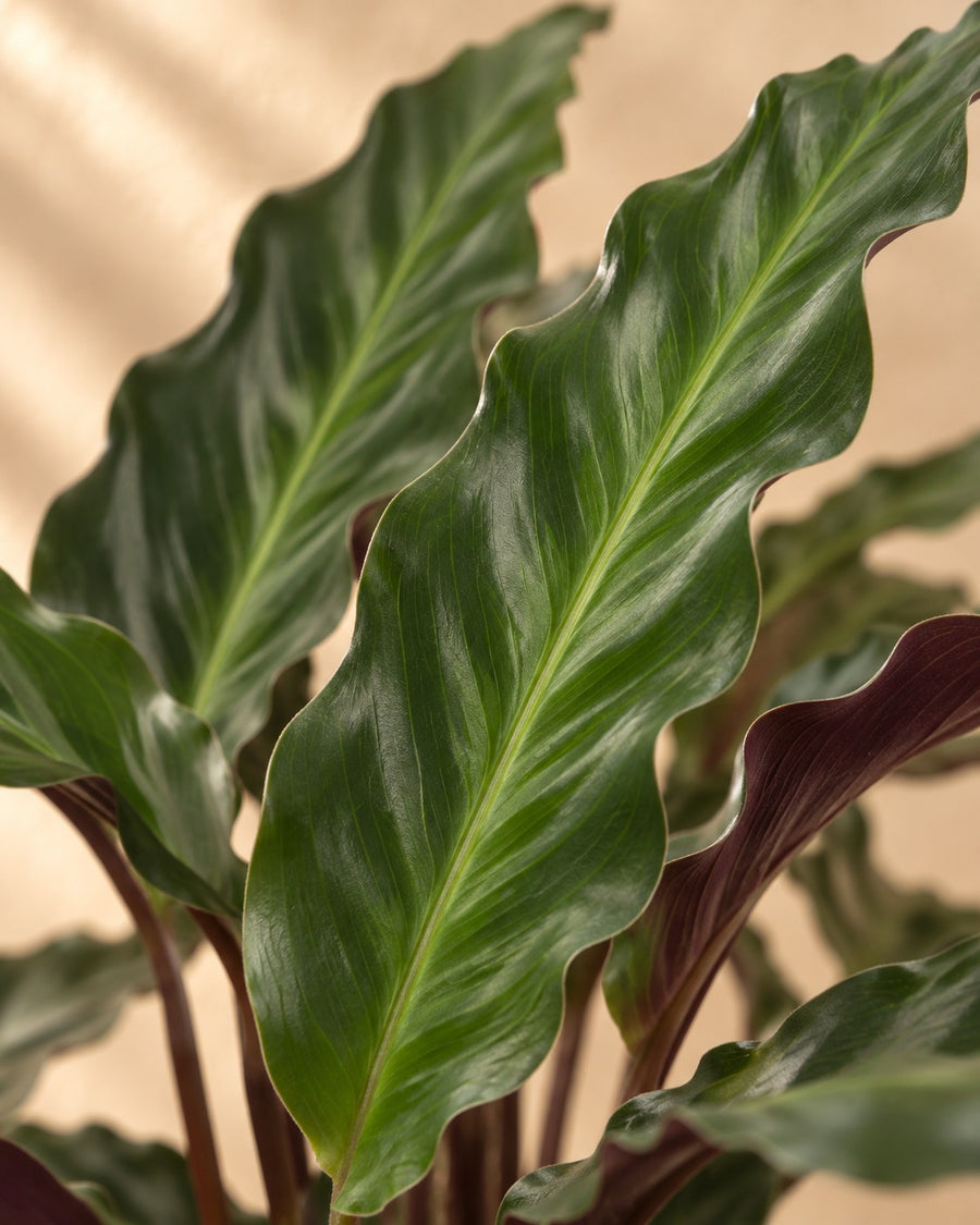 Pauwplant (Calathea 'Elgergrass') 70 cm hoog, pot ø17 cm