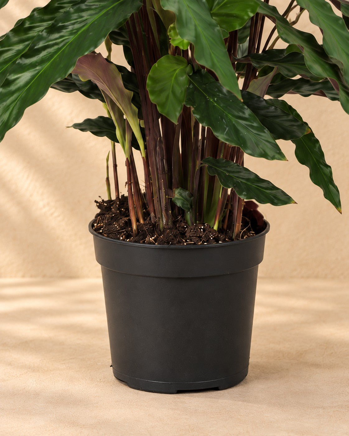 Onderste deel van de Pauwplant (Calathea 'Elgergrass') met de kweekpot