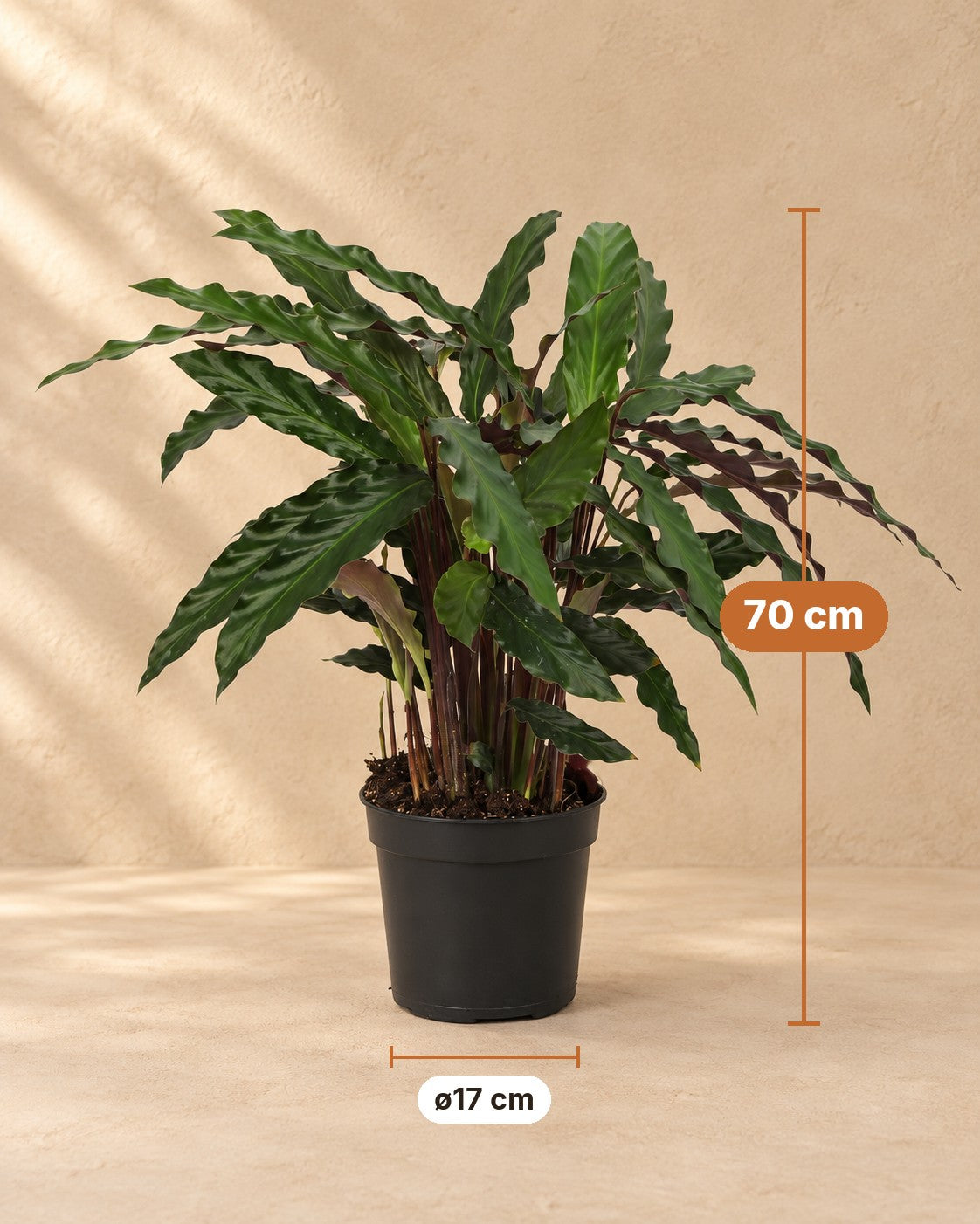Afmetingen Pauwplant: 70 cm hoog, pot ø17 cm