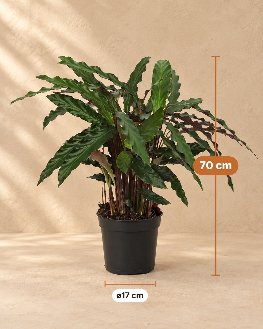 Pauwplant (Calathea 'Elgergrass') 70 cm hoog, pot ø17 cm
